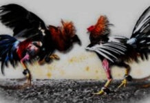 Judi Sabung Ayam Terbesar Di Manado Batal, Oknum Pengelola Diduga Gunakan Media Sebarkan Berita Hoax sabung