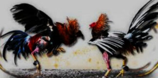 Judi Sabung Ayam Terbesar Di Manado Batal, Oknum Pengelola Diduga Gunakan Media Sebarkan Berita Hoax sabung