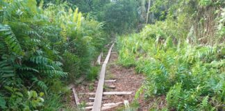 Penebangan Kayu di Kampung Lalang Tanjung Diduga Dibiarkan oleh Kadus, RT, RW, dan Kades kayu