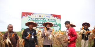 Dukung Program Nasional, Polres Landak Sukseskan Panen Raya Jagung Kuartal IV 2025 Landak
