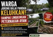 Warga Jorong Balai Pandan Keluhkan Dampak Lingkungan Peternakan Ayam, Desak Pemerintah Lakukan Penanganan
